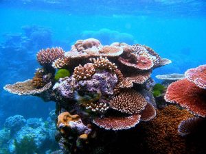 La Gran Barrera de Coral, Fundación Yammine.