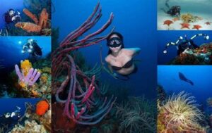 Imagen2 2 300x189 - Actividades turísticas en Los Roques