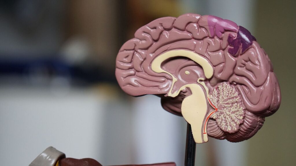 22 de julio Día Mundial del Cerebro: ¿Cómo mantener saludable este órgano?