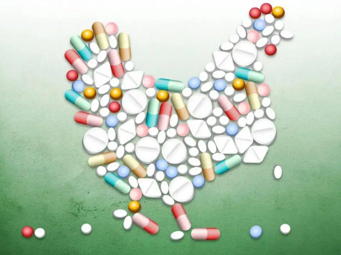 Prevención de la salud animal no pasa por el uso de antibióticos sin razón