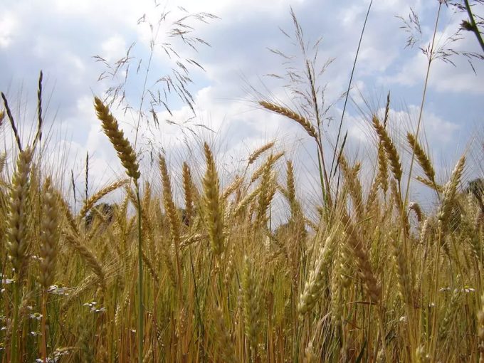 Desarrollo resiliente al clima, y especialmente en los sectores de la alimentación y la agricultura.