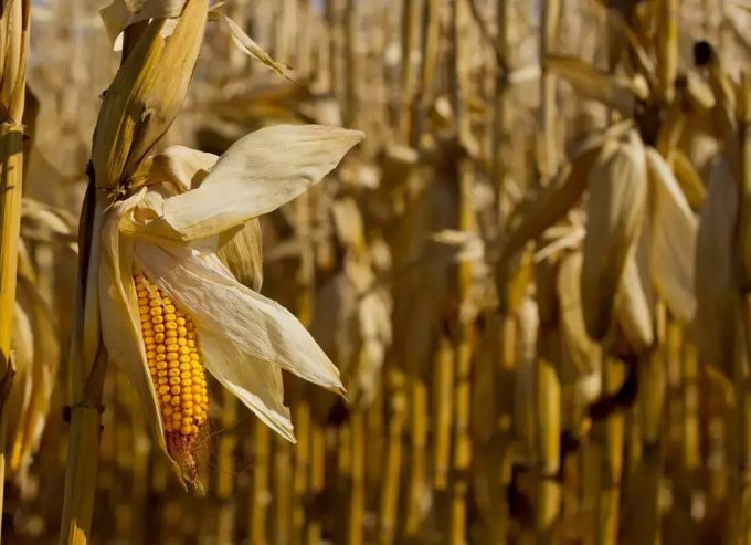 Es urgente fortalecer la resiliencia de los sistemas agroalimentarios 