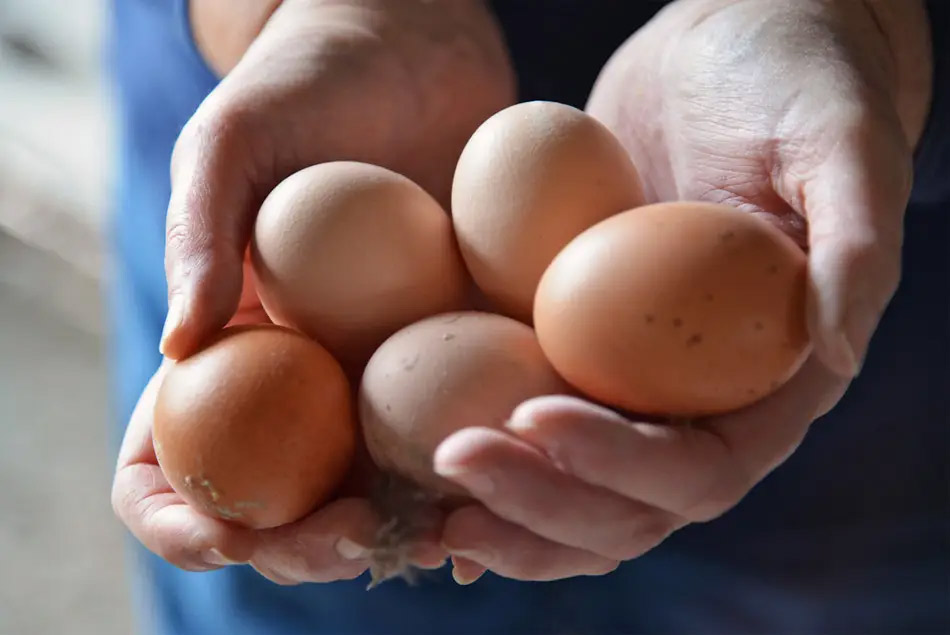 Riesgos por la ingesta de huevos, nuevo estudio iraní