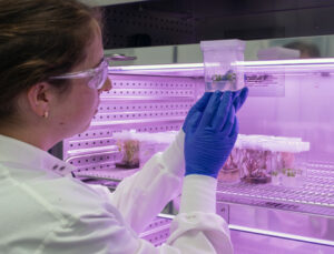 Azafrán, nuevas formas de producción