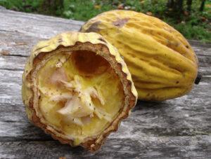 Theobroma bicolor