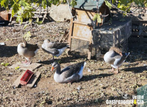 Ruidos y molestias asociadas a las granjas