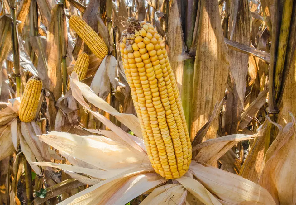 El déficit de potasio en el mundo puede amenazar la seguridad alimentaria.