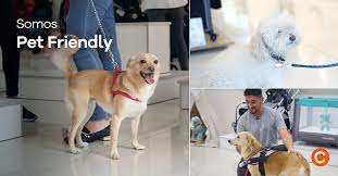 Pet Friendly en las tiendas Traki: ¡Una experiencia única para ti y tu mascota! 