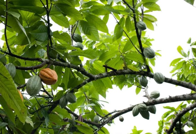 Volatilidad del mercado del cacao