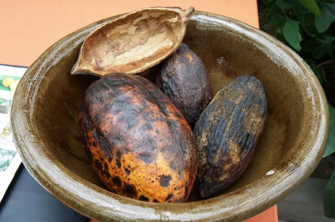 Precios del cacao en 2024