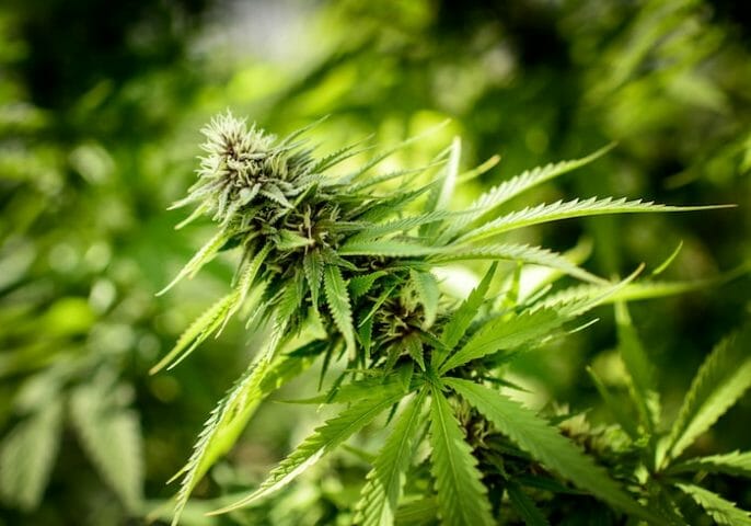 Dejar de fumar marihuana y cannabis