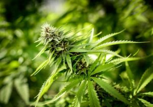 Dejar de fumar marihuana y cannabis