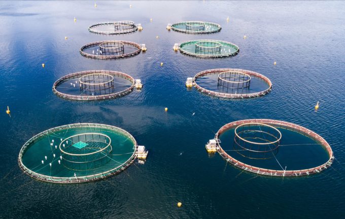 Presencia de parásitos en el pescado de piscifactoría