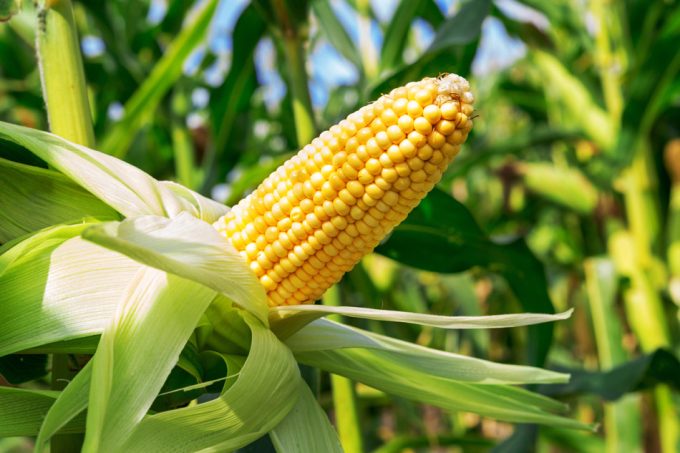 La seguridad alimentaria será complicada debido al cambio climatico