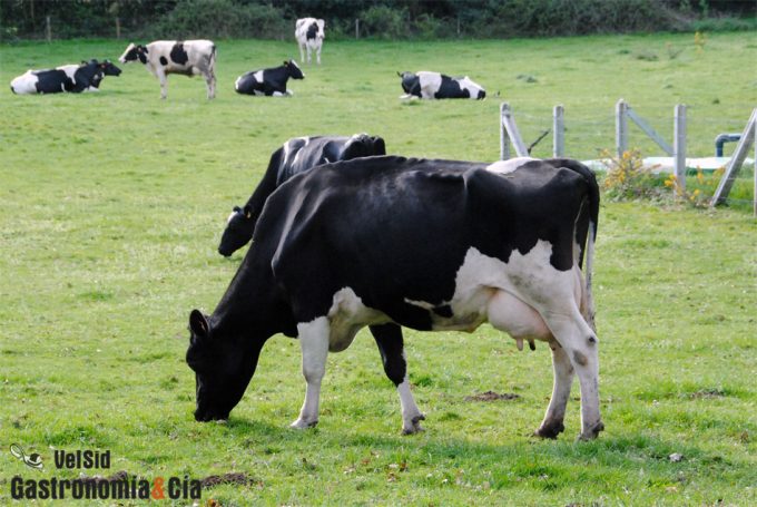 Gripe aviar en las vacas de Estados Unidos