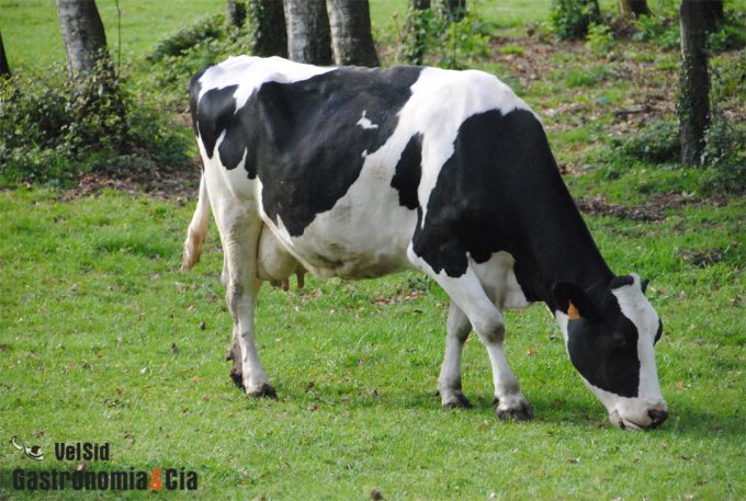 Gripe o influenza aviar de la cepa H5N1 en las vacas lecheras