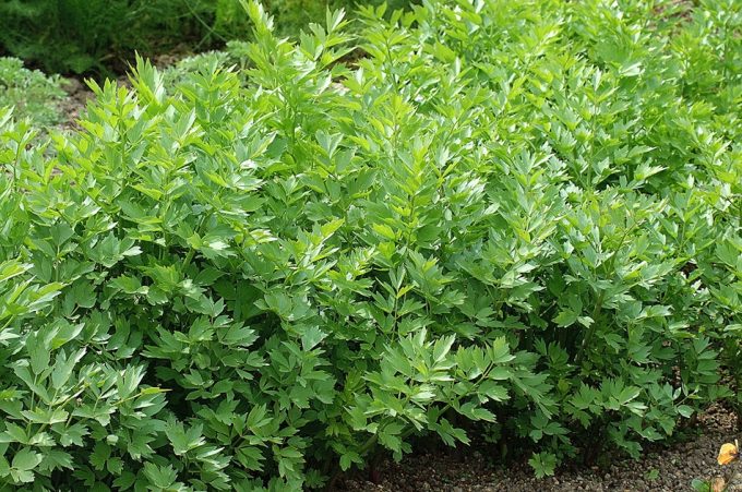 Como cultivar el apio de monte