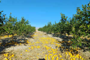 Pagar por los limones que no se recogen en el campo