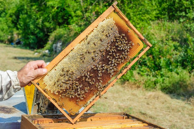 Mezclar miel de calidad con jarabes de azúcar