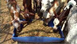 Treseus | Estrategias para optimizar el consumo de materia seca en el ganado