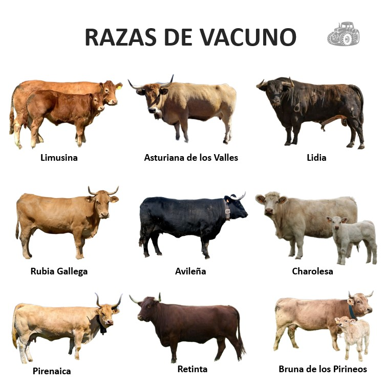 Treseus | Explorando la Diversidad de Razas de Ganado Vacuno: Características y Singularidades