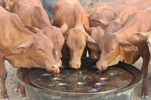 Los Mejores Piensos para Rumiantes en la Estación Seca