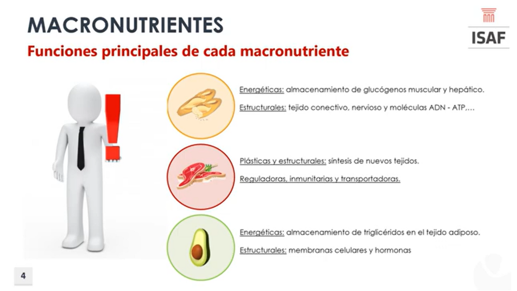 Macronutrientes - Blog Instituto ISAF