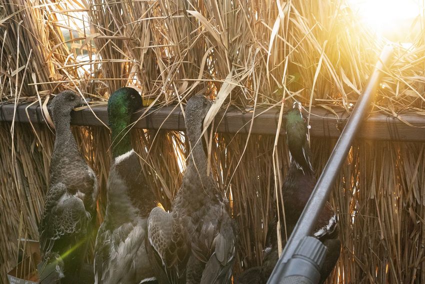 Duck Seekers : Le jeu de tir à gains explosifs de Nolimit City, avec cascades, multiplicateurs et bonus exceptionnels